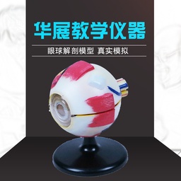 [EA-03] Anatomico Ocular